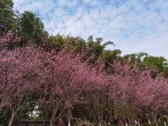 -望江楼公园