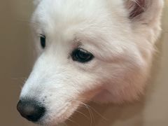 -和它·交个朋友·狗咖猫咖(爱琴海店)