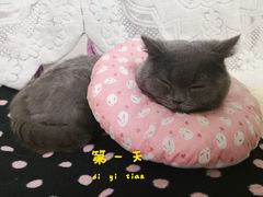 -宠福鑫康馨动物医院·骨科·眼科