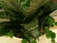 -德克士(东至汇金店)