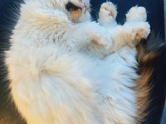 -猫小院猫主题餐厅(南锣旗舰店)