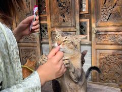 -喵屿·大理花园猫咖