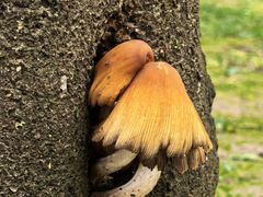 -汉长安城未央宫国家考古遗址公园