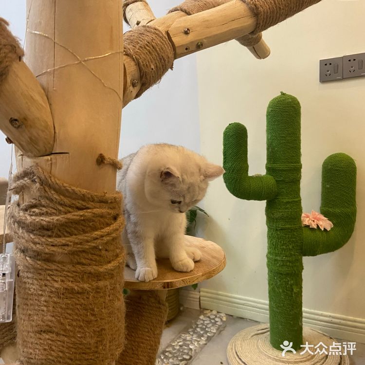 猫咖