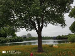 -大宁郁金香公园-停车场