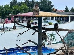 -西霞口神雕山野生动物世界