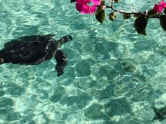 -卡帕莱度假村(西巴丹岛)