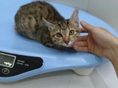 -阿荣24H宠物医院·综合型转诊中心·CT·核磁影像中心
