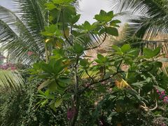 -亚马逊丛林水乐园