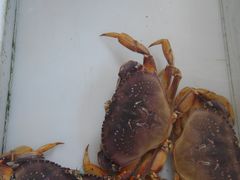 -大湾区中央湿地公园-十九涌