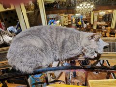 -more than meow吴止猫主题餐厅(承德 中船汇店)