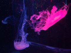 -梦幻海洋王国(吾悦广场张家港店)