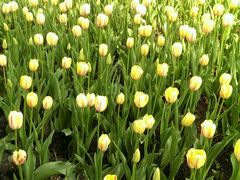 -上海鲜花港