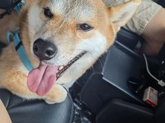 -宠颐生动物医院·猫科·心脏科(海口分院)