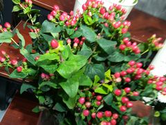 -何兮花店·气球派对鲜花店(马桥银春路万科城店)
