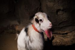 -酷嗒动物文化乐园(cutezoo西溪乐天城店)