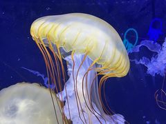 -珠海长隆海洋王国