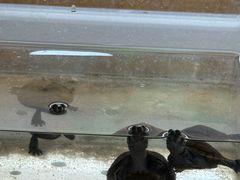 -溪岸路花鸟市场