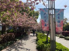 -高东镇樱花园