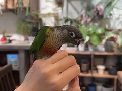 -自由生长植物工作室(深港花卉中心店)