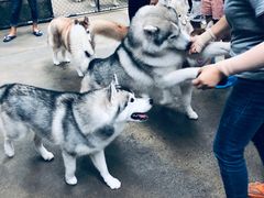 -TrueLove @ Neverland (Husky Cafe)
