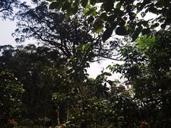 -海南热带雨林国家公园吊罗山景区