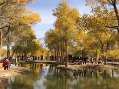 -金塔沙漠胡杨林景区