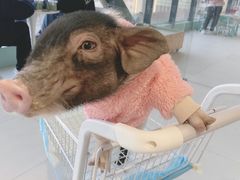 -怪兽屋·羊驼·猫咖·狗咖(俊华广场店)