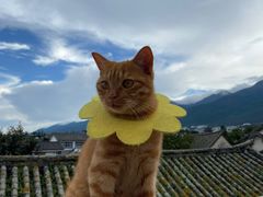 -喵屿·大理花园猫咖