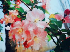 -天津东丽湖风景区