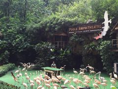 -新加坡飞禽公园