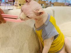 -藏猫猫咖啡主题馆(中央大道店)