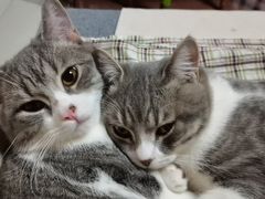 -御宝贝·A梦猫科宠物医院(国际猫友好医院)