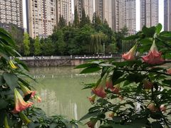 -成都市活水公园