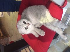 Mikaku-MIKAKU(万达广场上海宝山店)