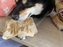 -北京观赏动物医院·24小时大型综合·猫专科·异宠专科