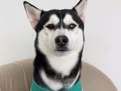 -怪兽屋·羊驼·猫咖·狗咖(俊华广场店)