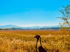 -野鸭湖国家湿地公园