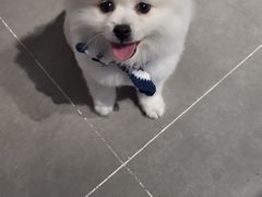 -PETKIT 小佩宠物·德文赛凯猫舍