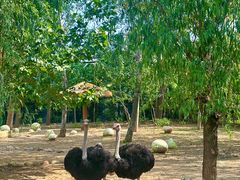 -大连森林动物园