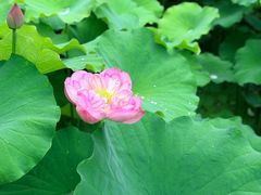 -陈家山荷花公园