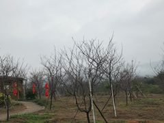 -天适樱花悠乐园