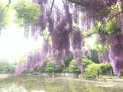 -嘉定紫藤园