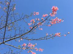 -东莞植物园