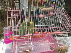 -马陆小张葡萄园农家乐