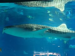 -烟台海昌鲸鲨海洋公园