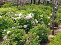-洛阳市隋唐城遗址植物园