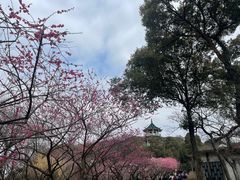 -无锡梅园公园