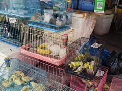 -清平路水族市场