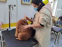 -优缇多格专业宠物美容师培训学校